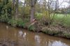 Pelt - Bever(kolonie) actief aan de Dommel