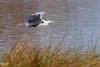 Hamont-Achel - Een blauwe reiger aan De Bever