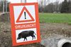 Leopoldsburg - Everzwijnen gespot op Diestersesteenweg