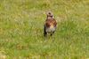 Hamont-Achel - Een kramsvogel op de Mulk