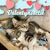 Beringen - Valentijnsactie sterilisatie katten