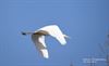 Hechtel-Eksel - De grote zilverreiger