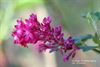 Hechtel-Eksel - Rode ribes