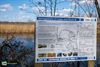 Bree - Het 'management' van de bever- en muskusrat