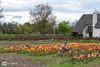 Bocholt - Bloemen op de Bloemenweg