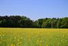 Beringen - De lente kleurt geel