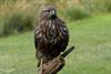 Hamont-Achel - Een buizerd aan den Doodendraad