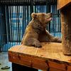 Oudsbergen - Beer uit Kazachstan gered door Natuurhulpcentrum