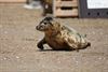 Lommel - Otto, de geadopteerde zeehond van X plus