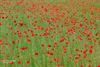Hamont-Achel - De 'coquelicots' van Theo