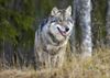 Hechtel-Eksel - Wolf aangereden op N74
