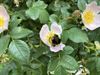 Beringen - Hommelweekend