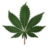 Beringen - 25 kilo cannabis onderschept