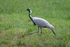 Hamont-Achel - Jufferkraanvogel