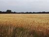 Oudsbergen - Wachten met oogsten?