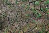 Lommel - Nog geen droogteplan in Lommel