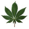 Beringen - Cannabisplantages ontdekt in Chinees restaurant