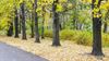 Hamont-Achel - 47.400 bomen langs gewestwegen