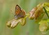 Hamont-Achel - Kleine vuurvlinder: felle flits boven het gras