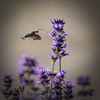 Lommel - De kolibrievlinder, een heel bijzonder insect