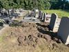 Beringen - Everzwijnen wroeten op kerkhof van Stal