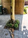 Hamont-Achel - Zelfs de bomen trekken hun jasje uit