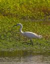 Leopoldsburg - Grote en kleine zilverreiger