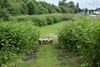 Bree - Schapen zorgen voor natuurlijke begrazing in Bree