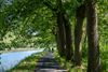 Pelt - Blauwalgen in kanaal Bocholt-Herentals