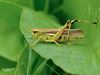 Hamont-Achel - Moerassprinkhaan gespot in Achel