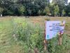 Peer - Bloemenweide Poortveld in volle glorie