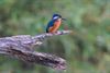 Bree - IJsvogeltje haarscherp in beeld aan De Luysen