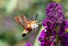 Pelt - Glasvleugelpijlstaart: hommel of vlinder?