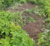 Beringen - Aardappelen gejat op veld Hoeve Machiels