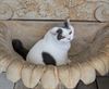 Pelt - Poeslief of kattenkwaad?