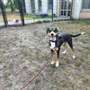 Lommel - 125.000 € steun voor Limburgse dierenasielen