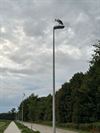 Pelt - Ooievaars gespot in Pelt