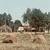 Beringen - Ouderwetse hooimijt