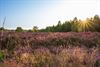 Oudsbergen - Heide in Oudsbergen op haar mooist