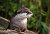 Lommel - Pootafdrukken van otter gespot op ecoduct