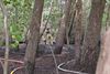 Beringen - Bosbrand in Tervant