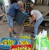 Peer - Lokaal appelsap dankzij Breugelhoeve-vrijwilligers