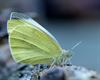 Bree - Meer dan 6.600 insecten geteld in Bree