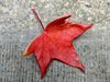 Pelt - Eén rood blad maakt nog geen herfst