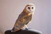 Pelt - Uil op zolder