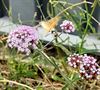 Peer - Kolibrievlinder gespot in Peer
