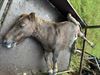 Beringen - Pony doodgebeten