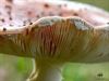 Lommel - Paddenstoelen zijn echte herfstjuweeltjes