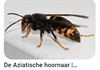 Lommel - OPROEP: nest Aziatische hoornaars gespot?