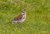 Hamont-Achel - Kramsvogel gespot in Achel